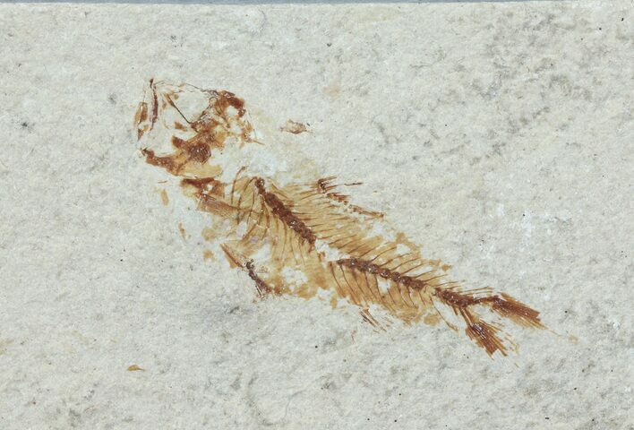 Bargain, Cretaceous Fossil Fish - Lebanon #70008